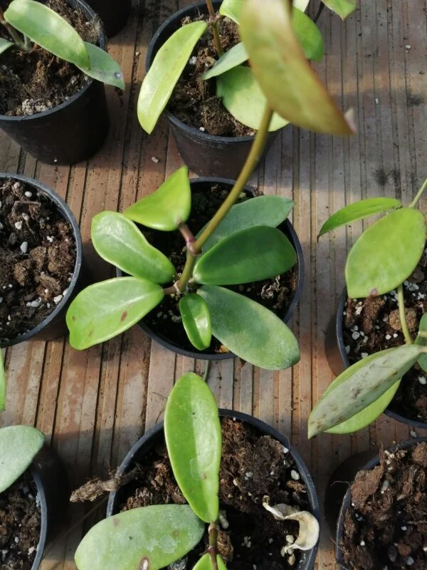 Hoya melliflua, foto 2