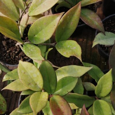 Hoya Red Plum