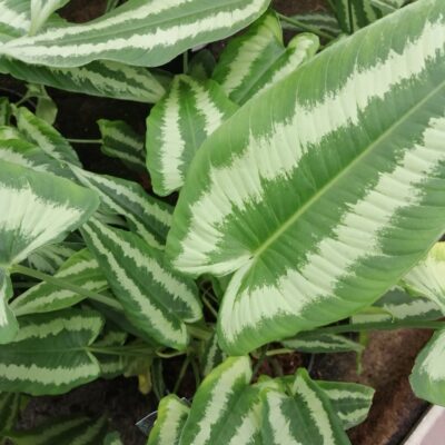 Schismatoglottis wallichii