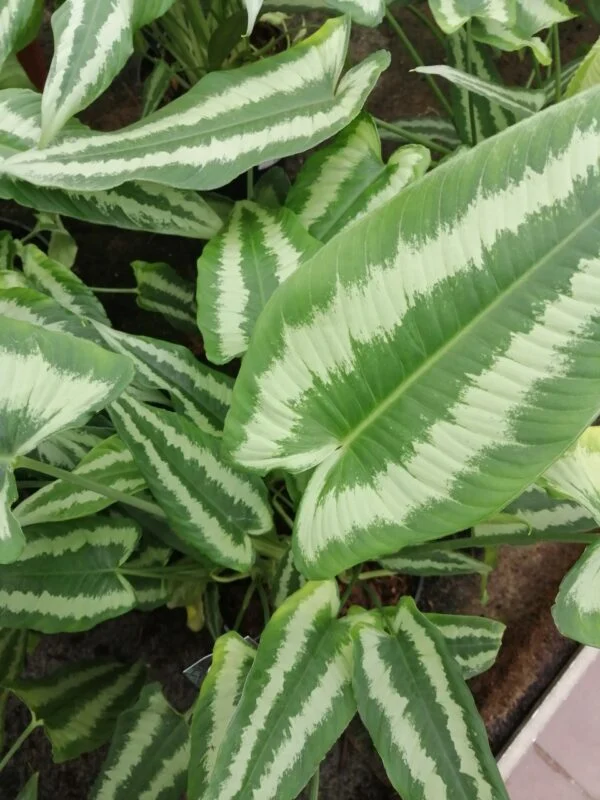 Schismatoglottis wallichii, pianta da interno