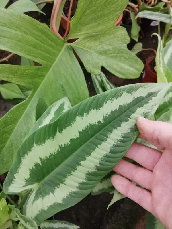 Schismatoglottis wallichii, foto 2