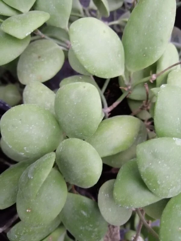 Hoya brevialata pianta giovane, foto 2