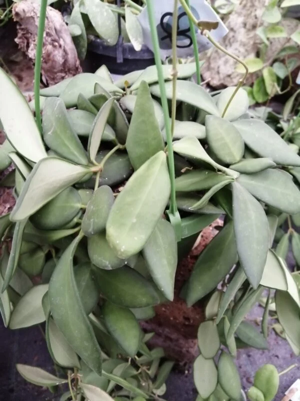 Hoya burtoniae, Hoya DS-70, foto 4