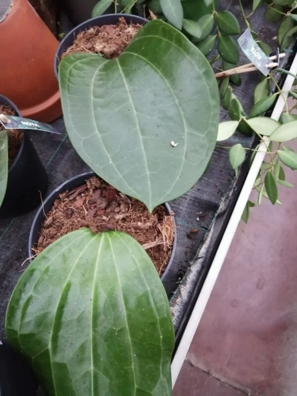 Hoya latifolia, foto 3