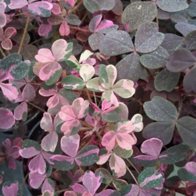 Oxalis Plum Crazy