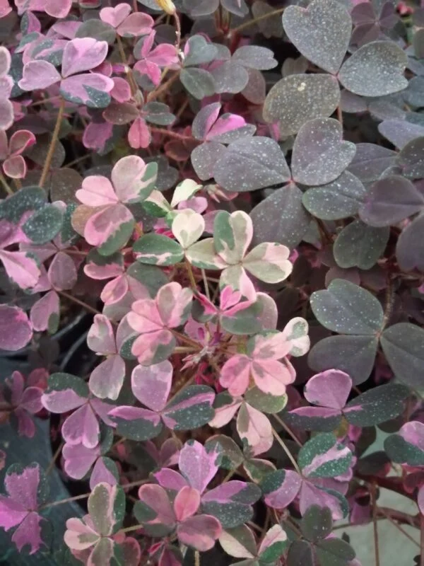 Oxalis Plum Crazy, pianta da interno e da esterno