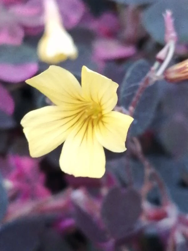 Oxalis Plum Crazy, foto 3