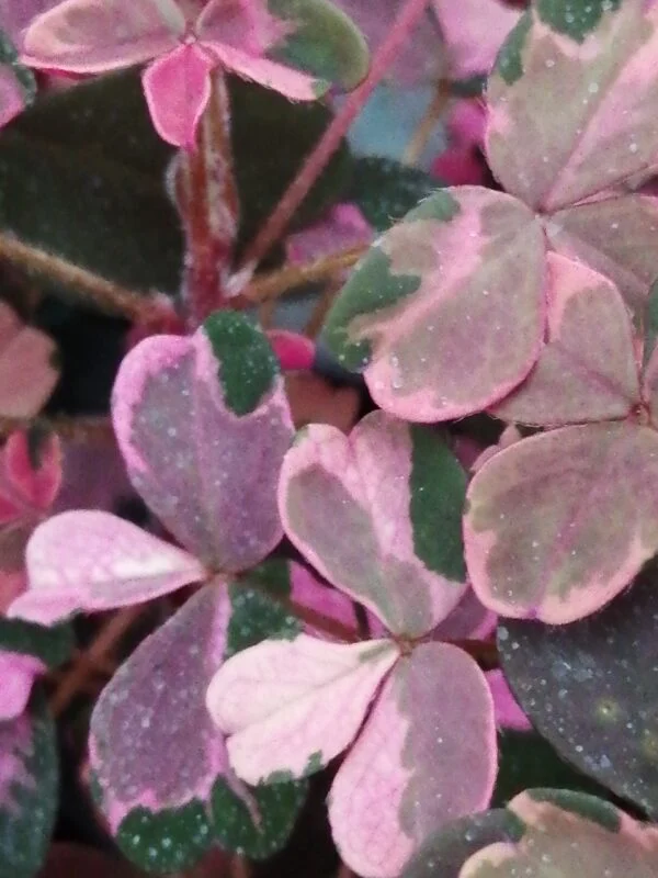 Oxalis Plum Crazy, foto 2