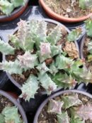 Huernia piersii