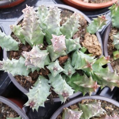 Huernia piersii