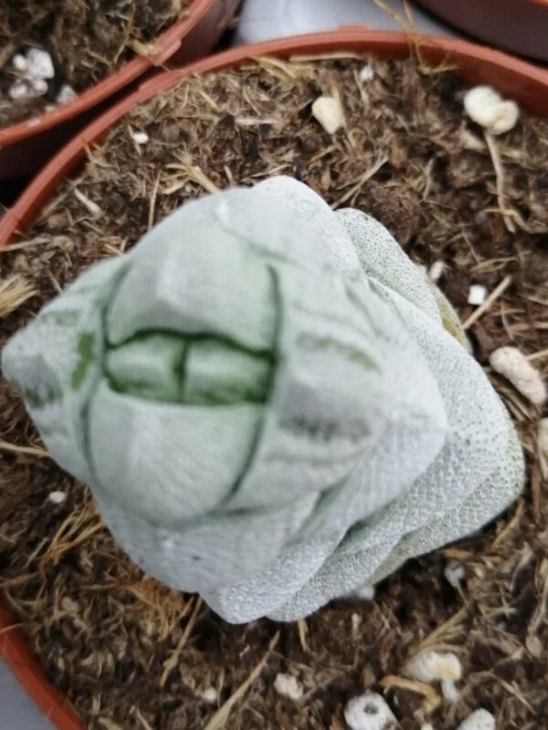 Crassula Moonstone, foto 2