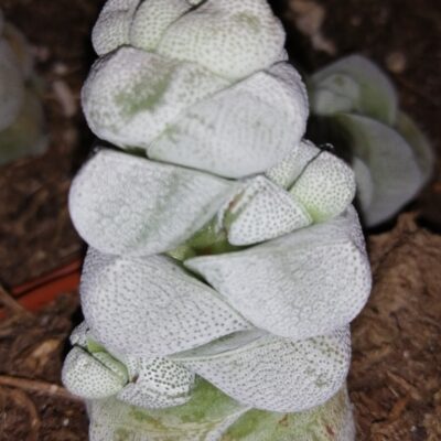 Crassula Moonstone