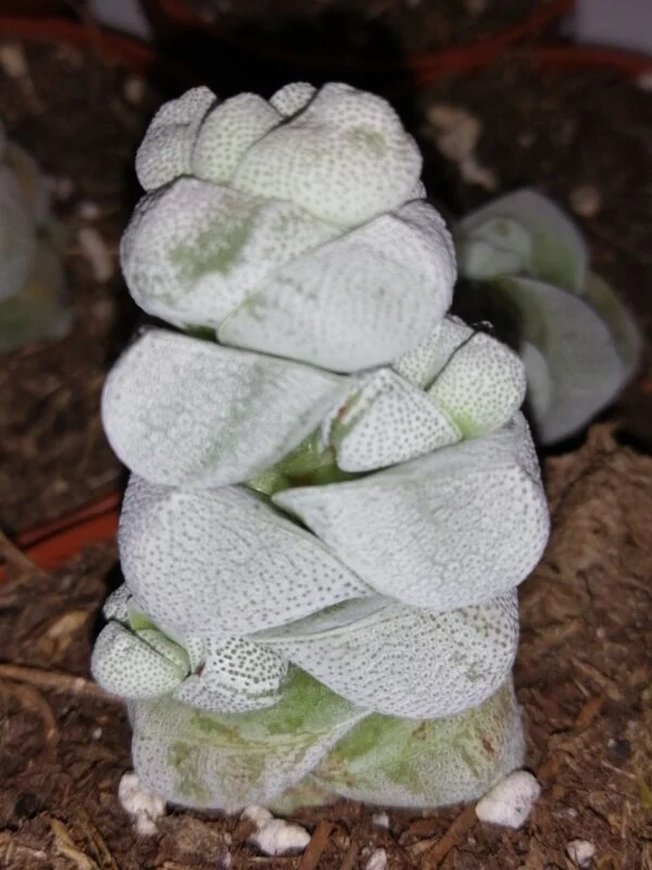 Crassula Moonstone, pianta da interno