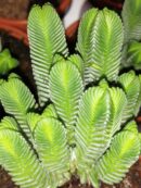 Crassula Buddha's Temple