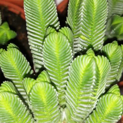 Crassula Buddha's Temple