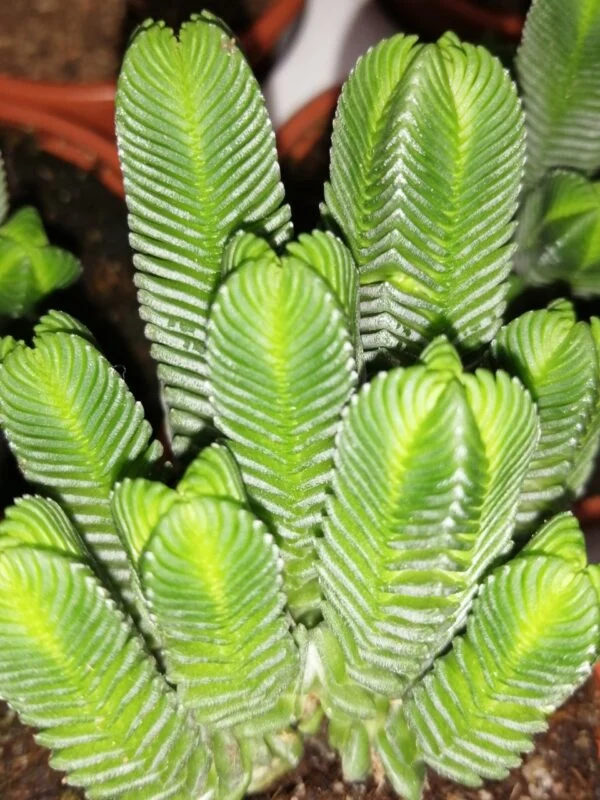 Crassula Buddha’s Temple, pianta da interno