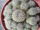 Rebutia nitida