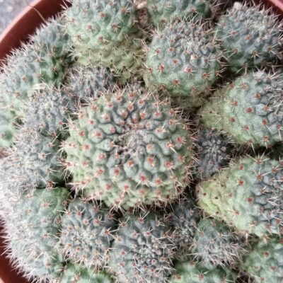 Rebutia nitida