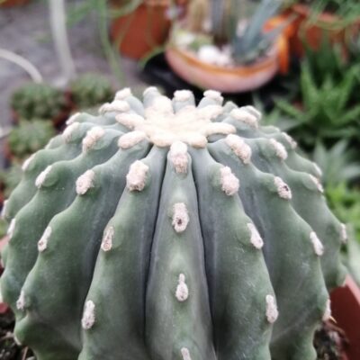 Ferocactus glaucescens