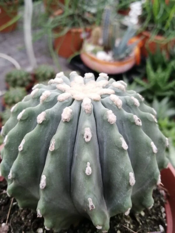 Ferocactus glaucescens, pianta da interno