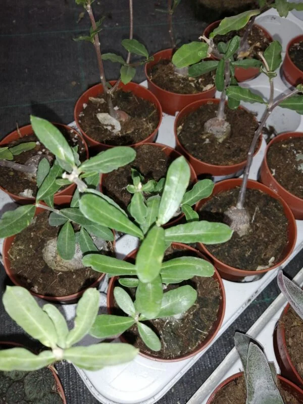 Fockea edulis, foto 2