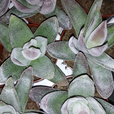 Crassula Garnet Lotus