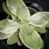 Crassula Money maker jade magic, pianta da interno