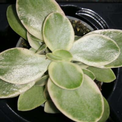 Crassula Money maker jade magic