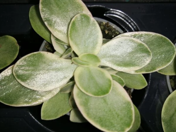 Crassula Money maker jade magic, pianta da interno