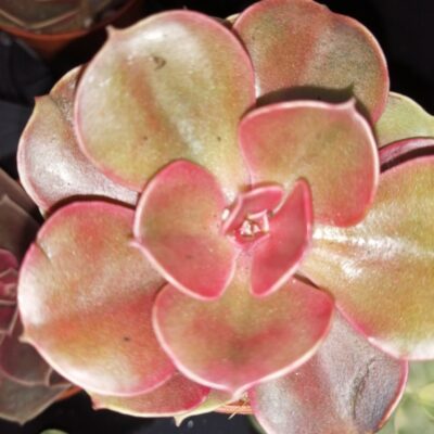 Echeveria Magic Red