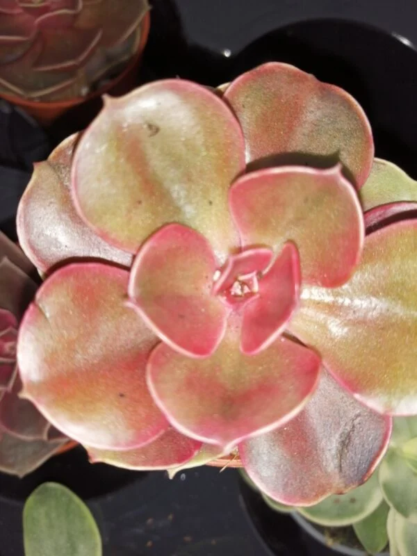 Echeveria Magic Red, pianta da interno e da esterno
