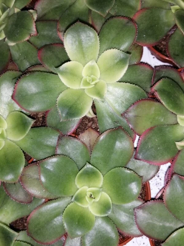 Aeonium Zwartkop, foto 2