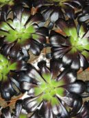Aeonium Zwartkop