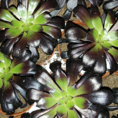 Aeonium Zwartkop