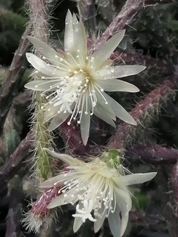 Rhipsalis pilocarpa, foto 2