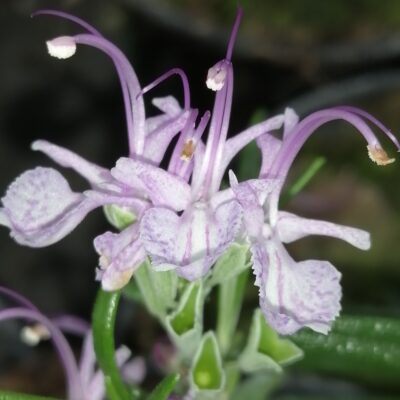 Rosmarinus officinalis var. roseus