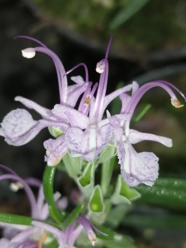 Rosmarinus officinalis var. roseus, pianta da esterno