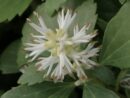 Pachysandra terminalis