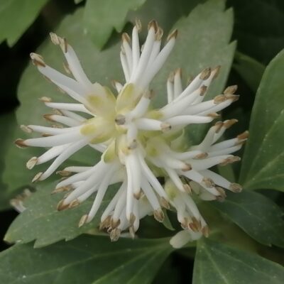 Pachysandra terminalis