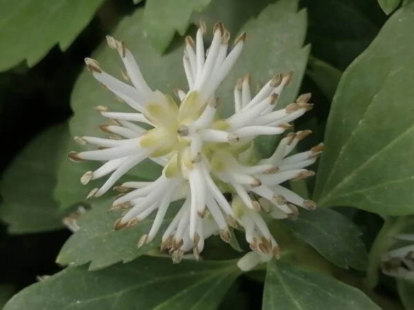 Pachysandra terminalis, pianta da esterno