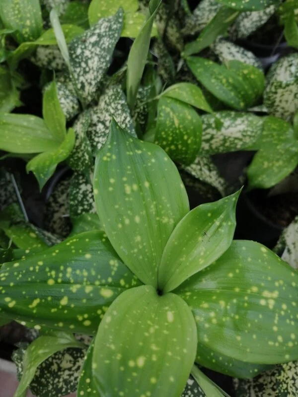 Dracaena godseffiana Florida Beauty, foto 3