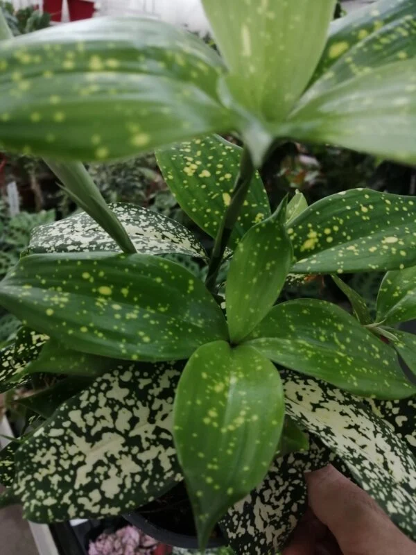 Dracaena godseffiana Florida Beauty, foto 2