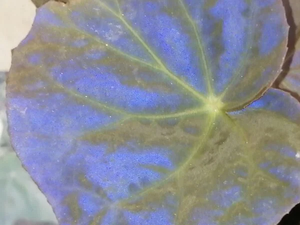 Begonia pavonina, foto 2