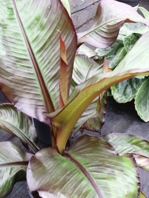 Musa ensete Ventricosum, foto 2