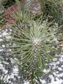 Tillandsia fuckiana Crazy Love