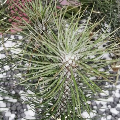 Tillandsia fuckiana Crazy Love