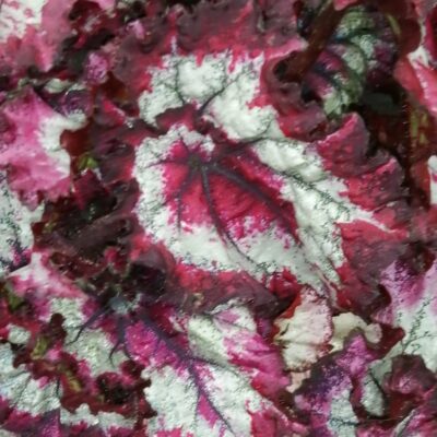 Begonia Balboa Magic Color