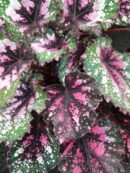 Begonia beleaf Alaska Creek