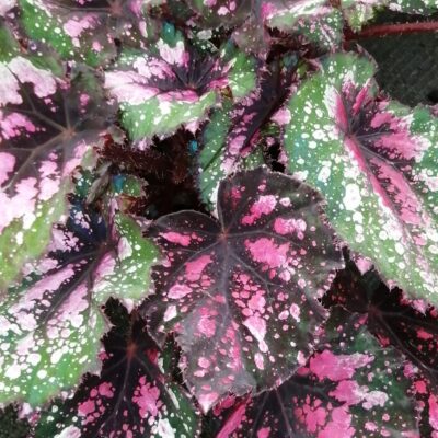 Begonia beleaf Alaska Creek