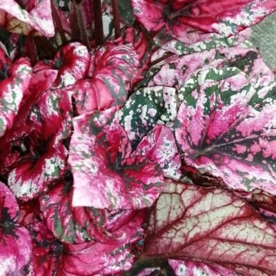 Begonia beleaf Maui Sunset